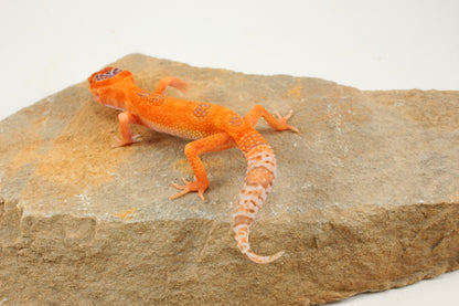 Albino Clown Leopard Gecko