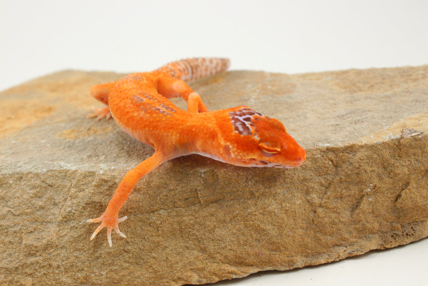Albino Clown Leopard Gecko