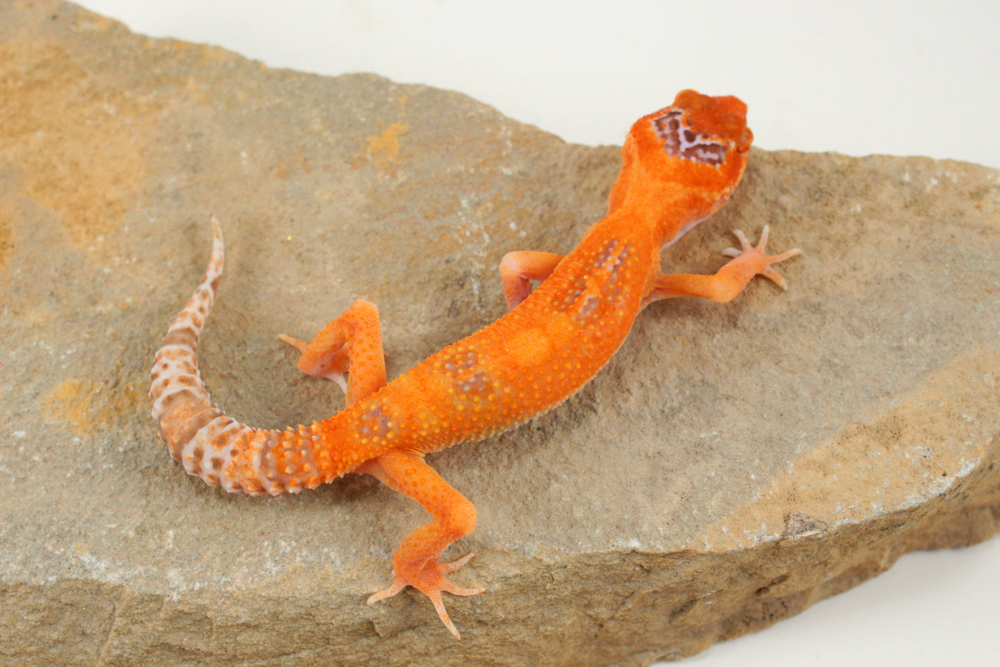 Albino Clown Leopard Gecko