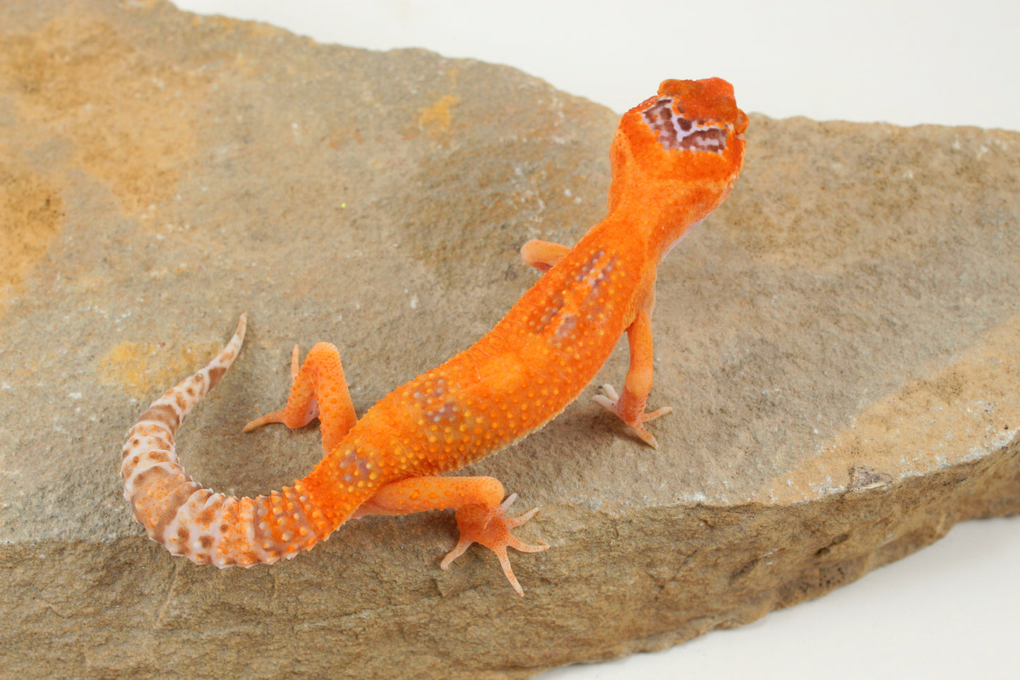 Albino Clown Leopard Gecko