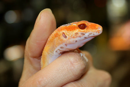 Albino Clown Leopard Gecko