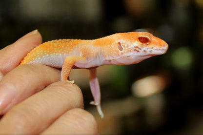 Albino Clown Leopard Gecko