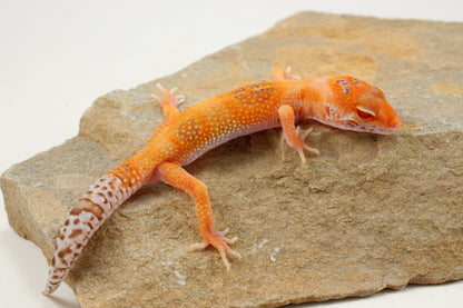 Albino Clown Leopard Gecko