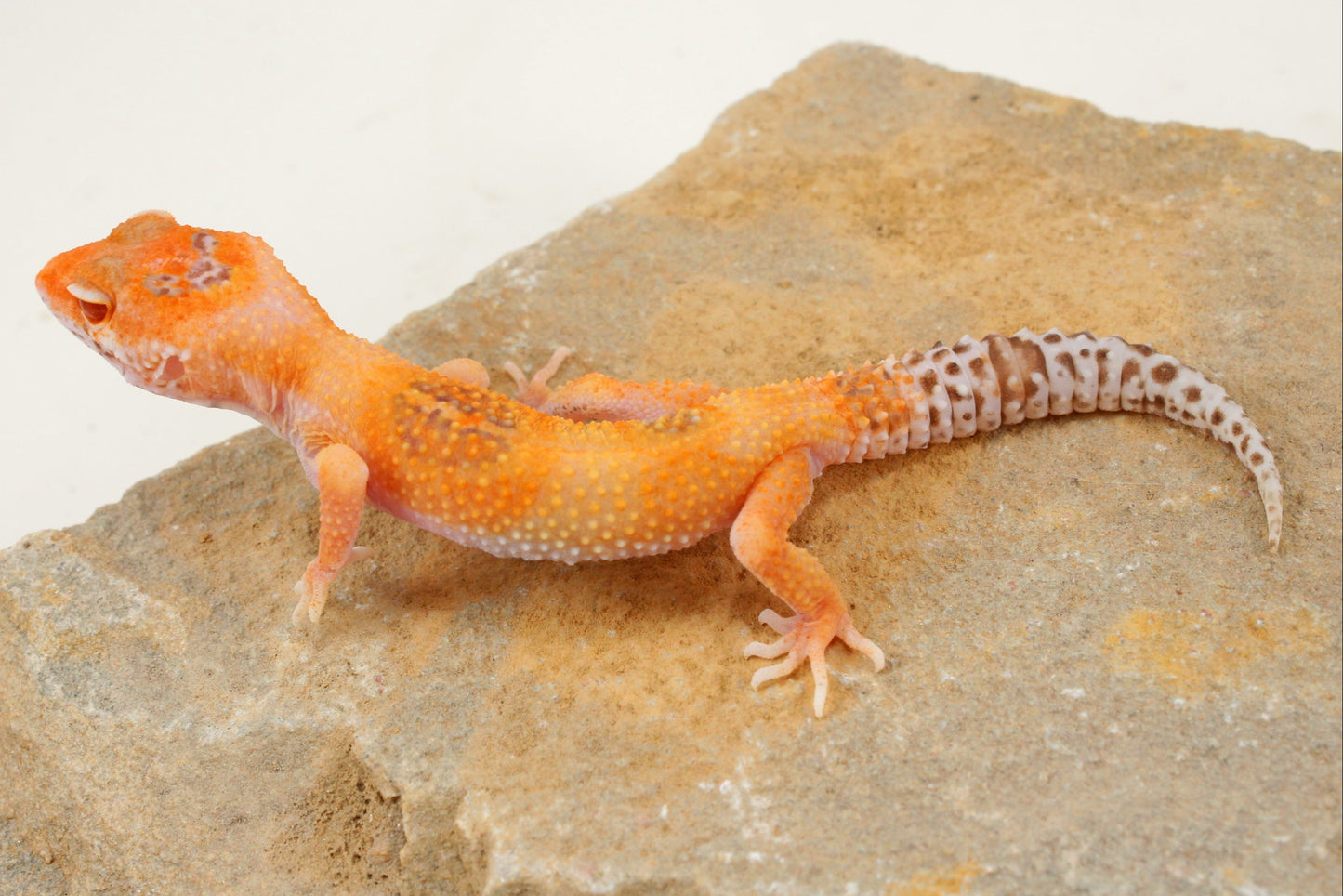 Albino Clown Leopard Gecko