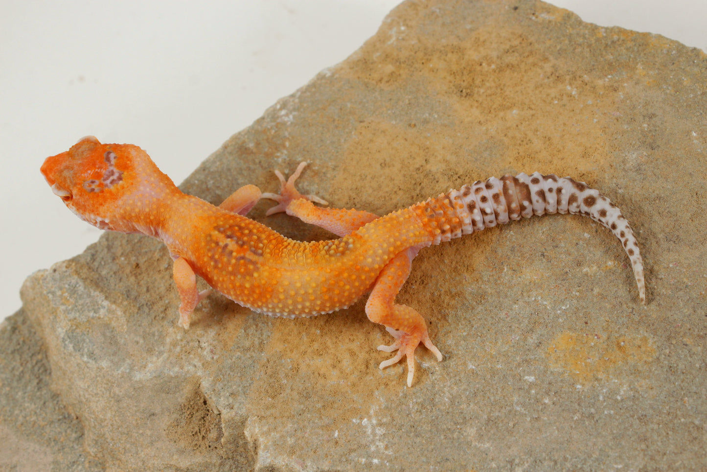 Albino Clown Leopard Gecko