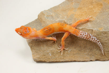 Albino Clown Leopard Gecko