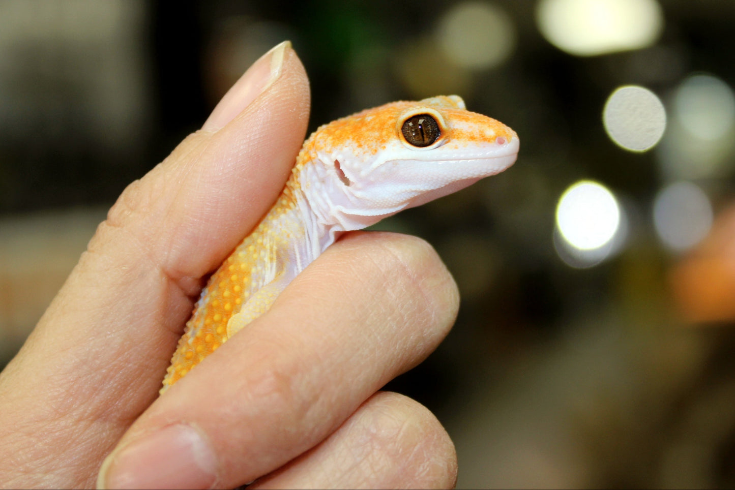 Albino Clown Leopard Gecko