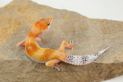 Albino Clown Leopard Gecko