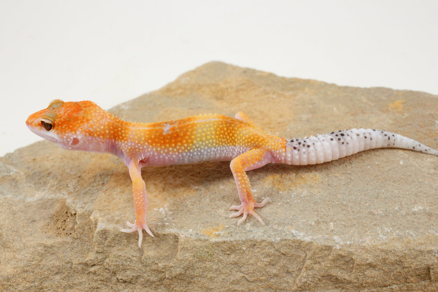 Albino Clown Leopard Gecko
