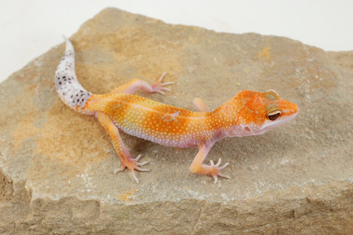 Albino Clown Leopard Gecko