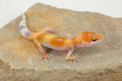 Albino Clown Leopard Gecko