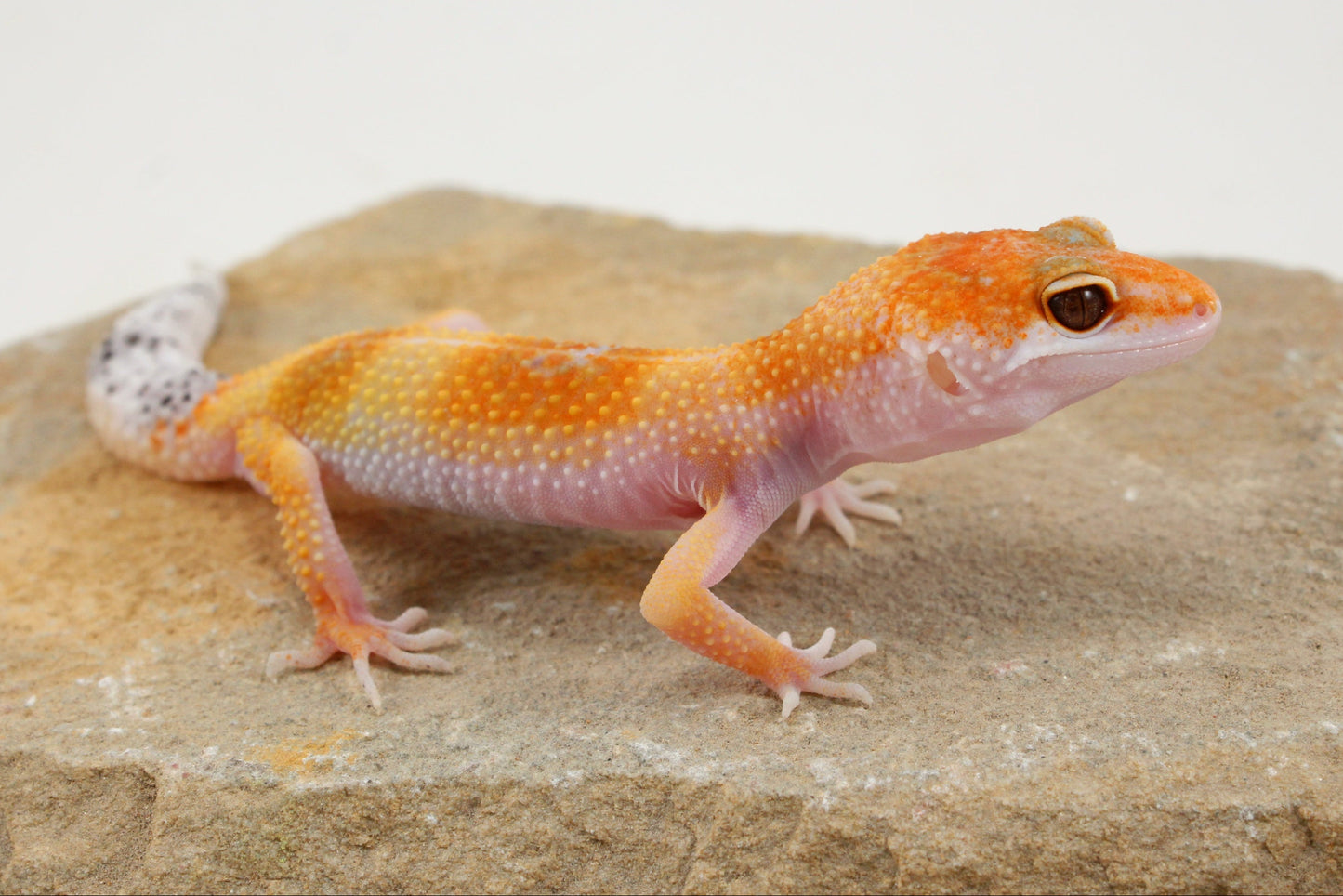 Albino Clown Leopard Gecko