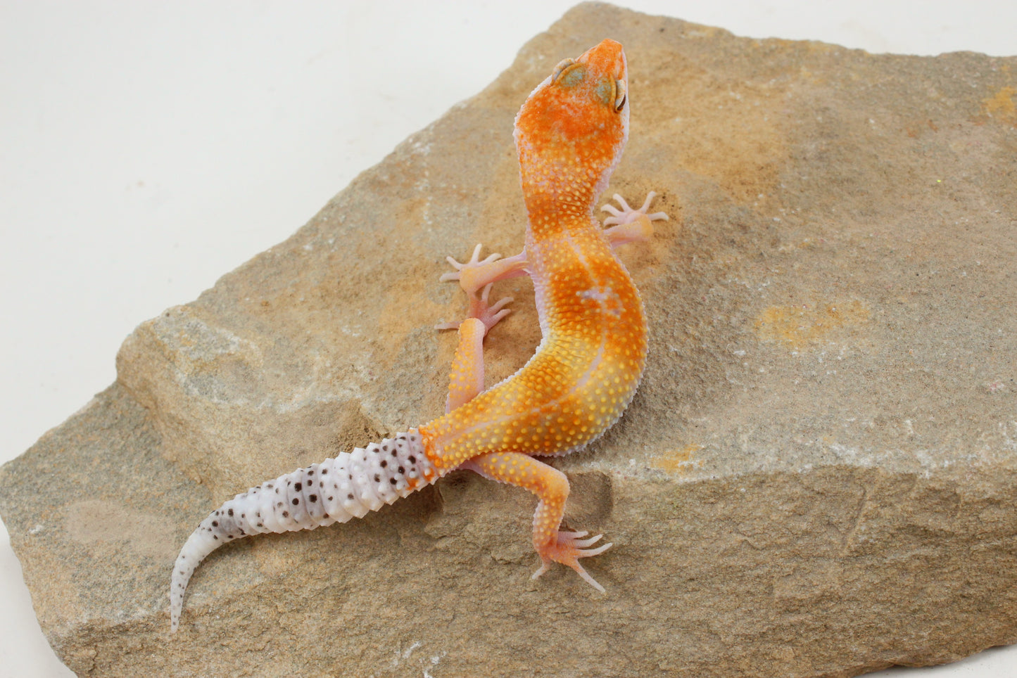 Albino Clown Leopard Gecko