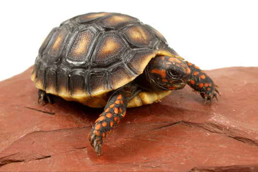 Red Foot Tortoise