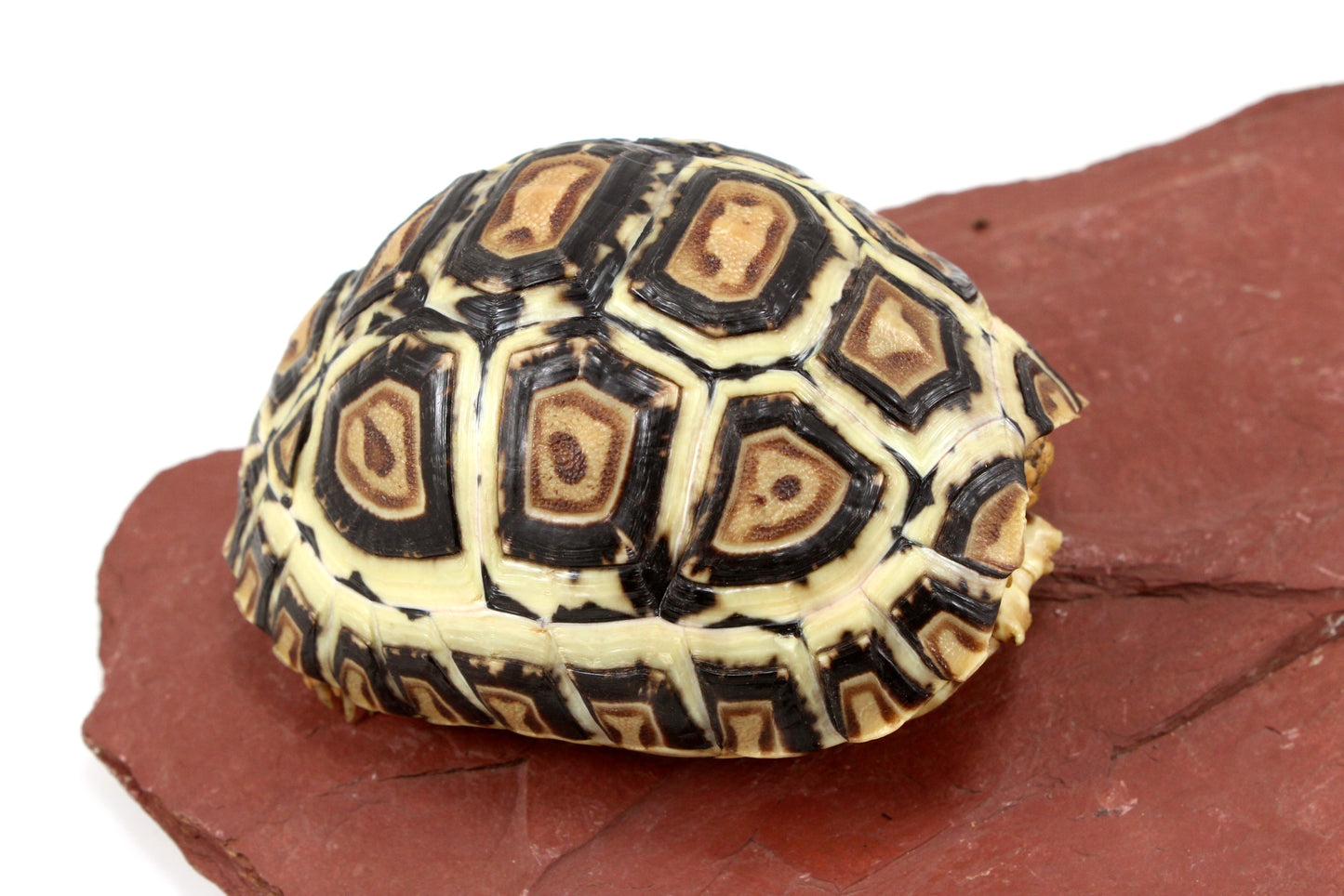 Leopard Tortoise