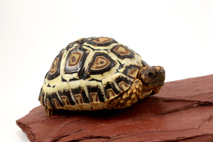 Leopard Tortoise