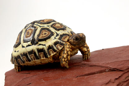 Leopard Tortoise