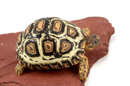 Leopard Tortoise