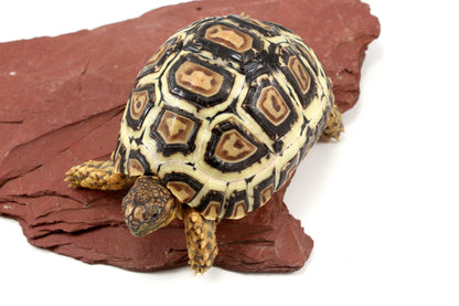 Leopard Tortoise