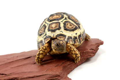 Leopard Tortoise