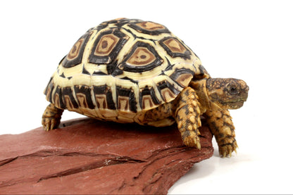 Leopard Tortoise