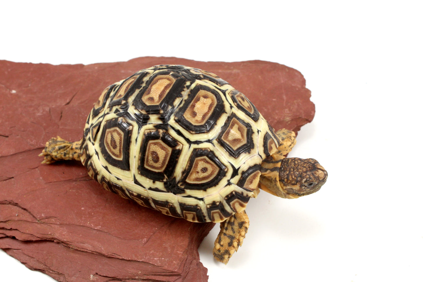 Leopard Tortoise
