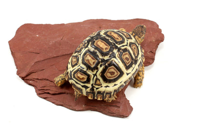 Leopard Tortoise