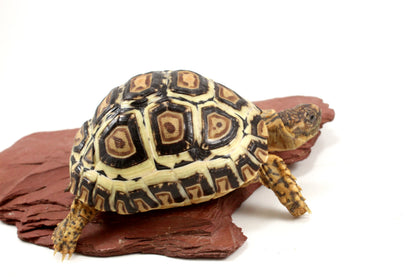 Leopard Tortoise