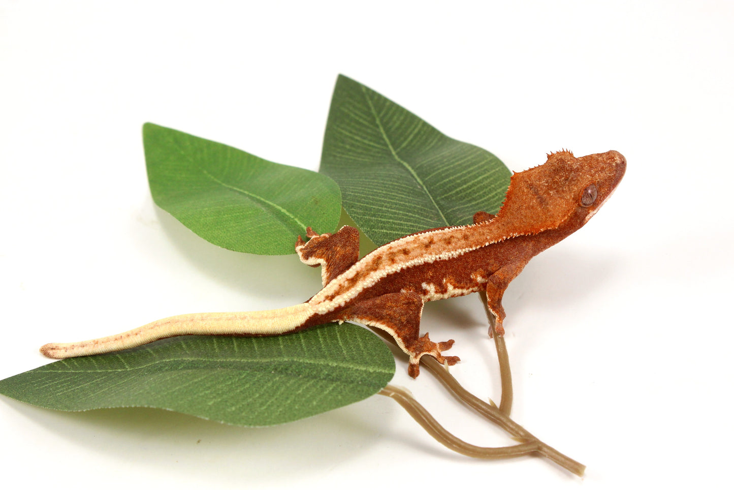 Phantom Pinstripe Crested Gecko