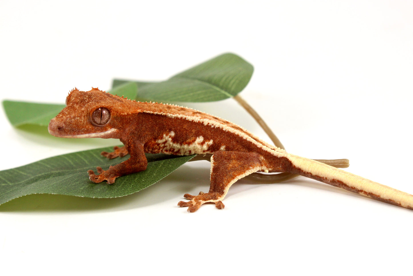 Phantom Pinstripe Crested Gecko