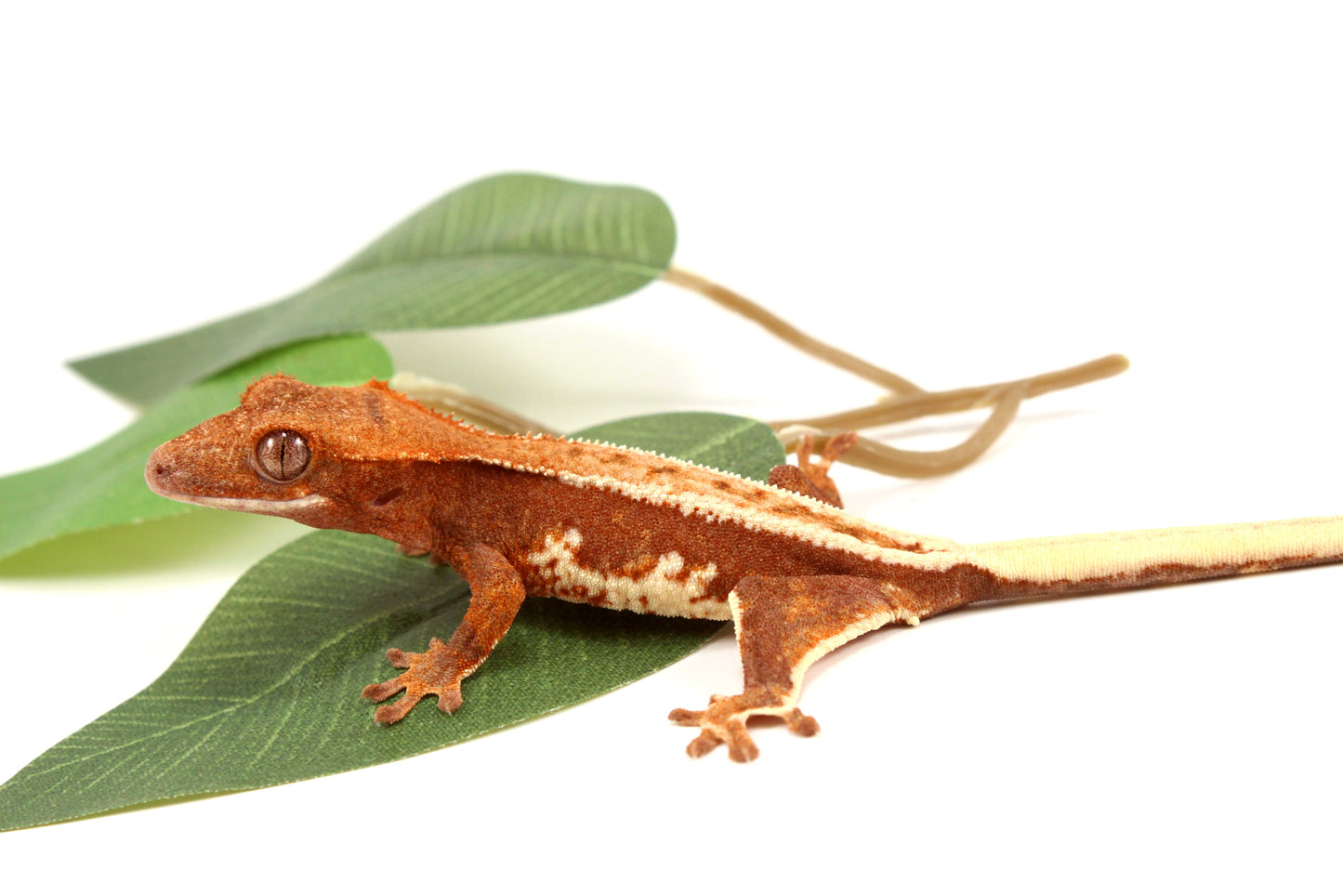 Phantom Pinstripe Crested Gecko