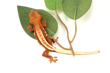 Phantom Pinstripe Crested Gecko