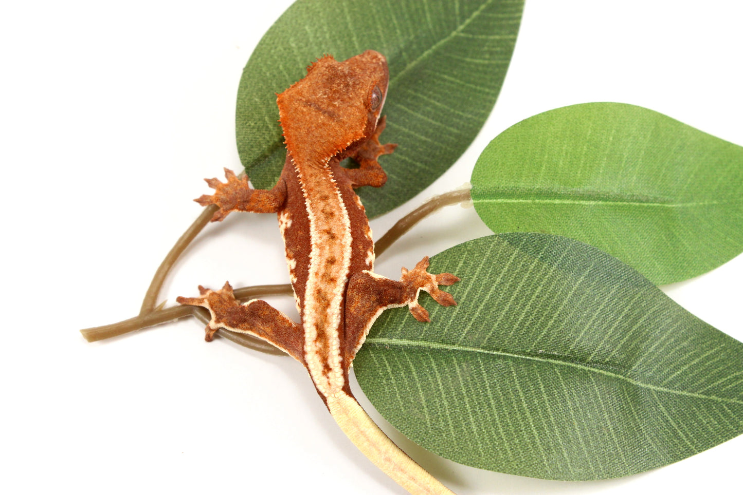 Phantom Pinstripe Crested Gecko