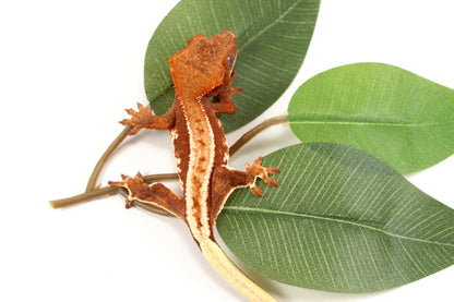 Phantom Pinstripe Crested Gecko