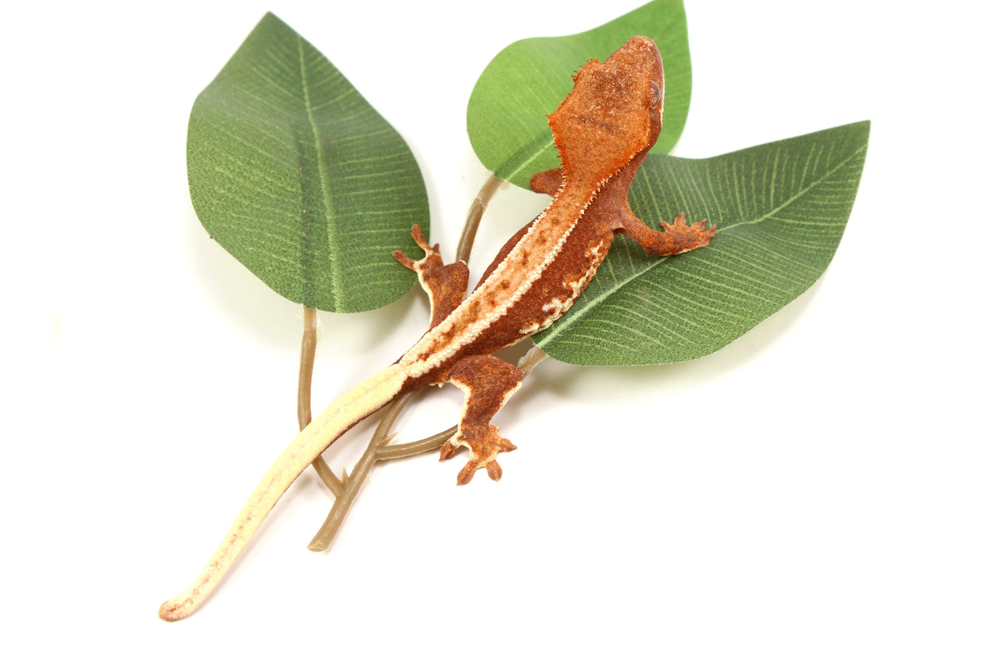Phantom Pinstripe Crested Gecko