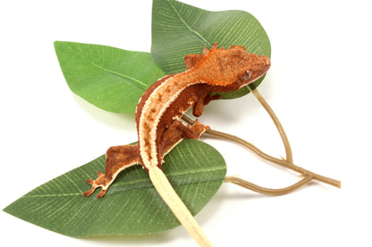 Phantom Pinstripe Crested Gecko