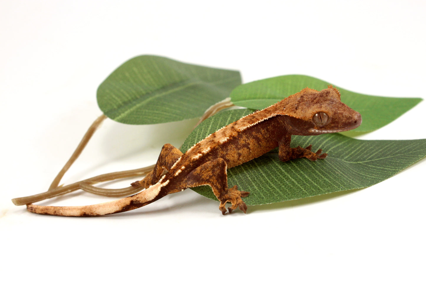 Extreme Harlequin Crested Gecko