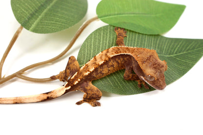 Extreme Harlequin Crested Gecko