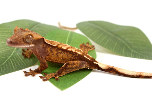 Extreme Harlequin Crested Gecko