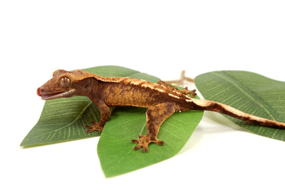 Extreme Harlequin Crested Gecko