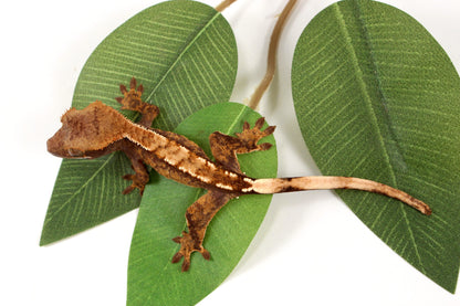 Extreme Harlequin Crested Gecko