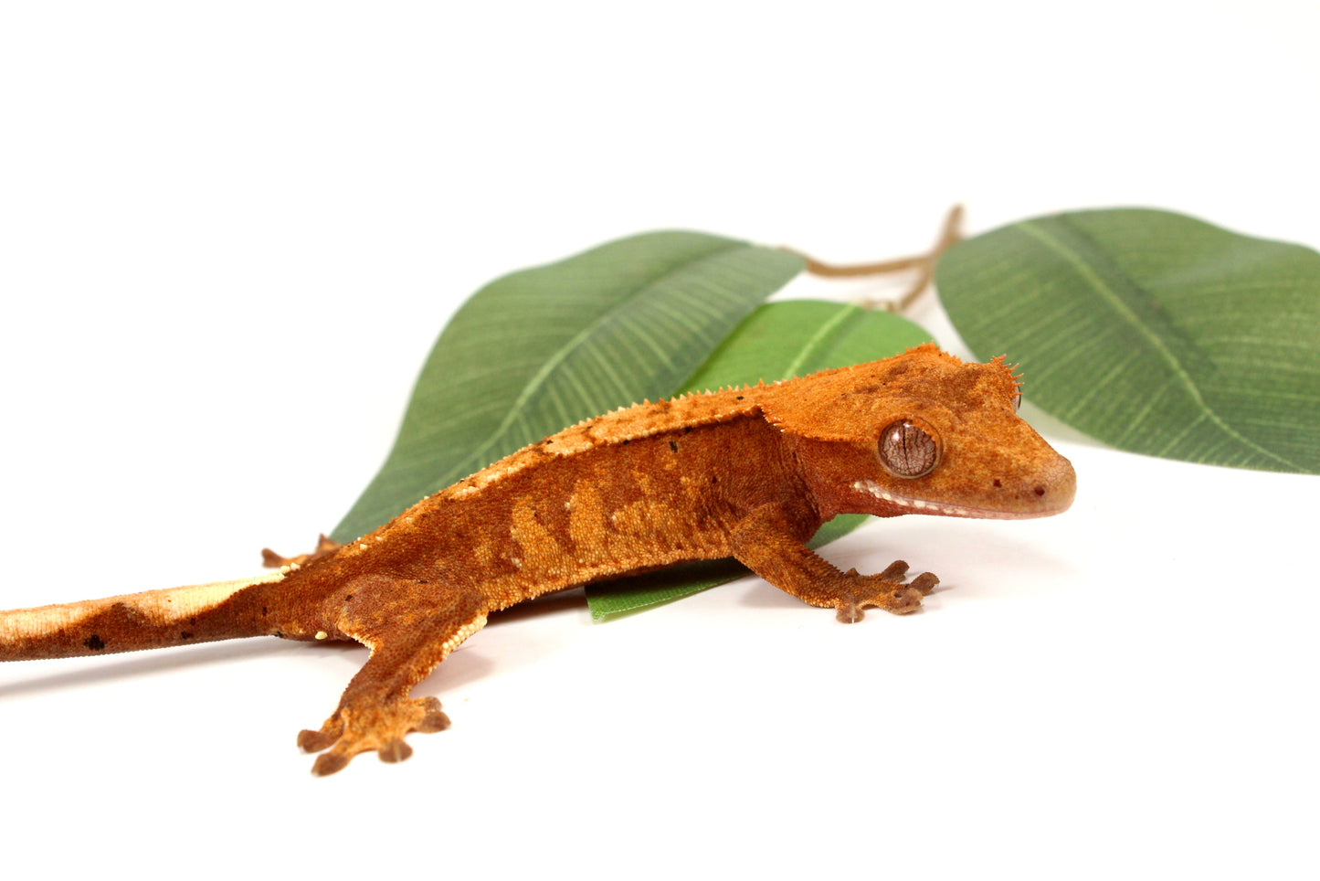 Orange Tiger Crested Gecko