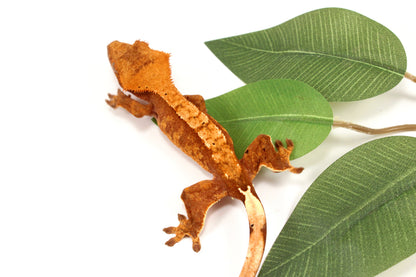 Orange Tiger Crested Gecko