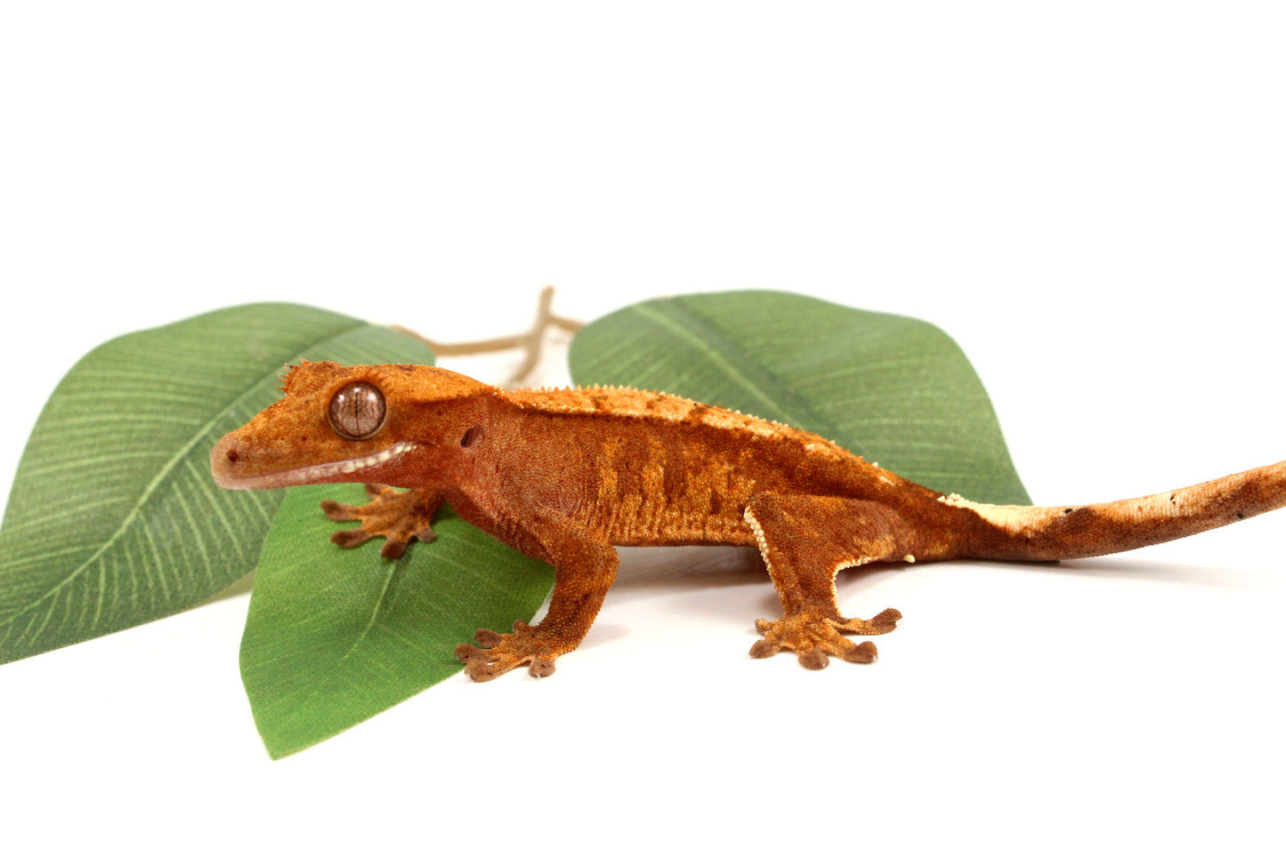 Orange Tiger Crested Gecko