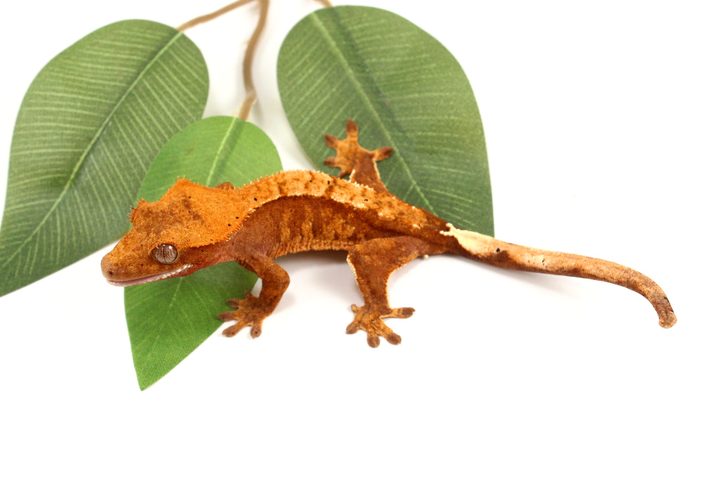 Orange Tiger Crested Gecko