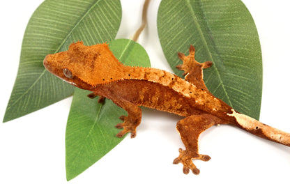 Orange Tiger Crested Gecko