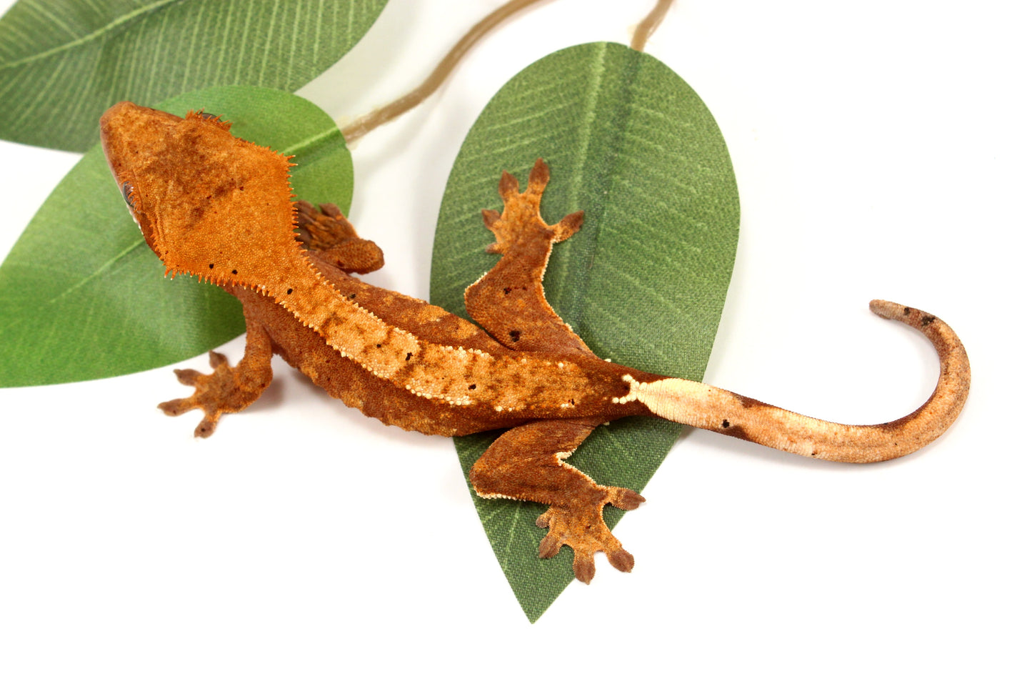 Orange Tiger Crested Gecko