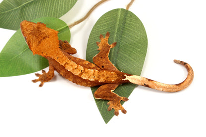 Orange Tiger Crested Gecko