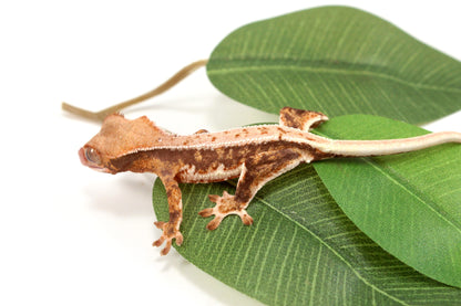 Lily White Crested Gecko - B Grade