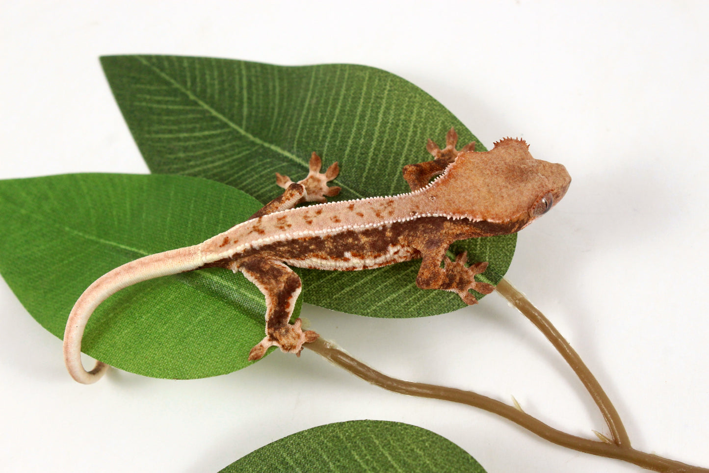 Lily White Crested Gecko - B Grade
